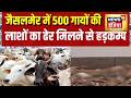जैसलमेर में 500 गायों की लाशों का ढेर मि�