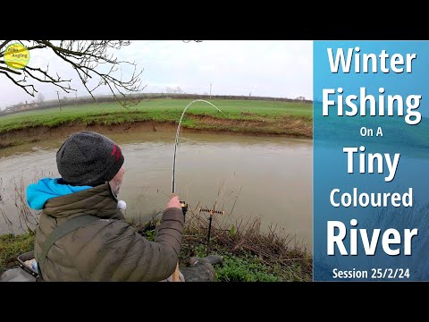 Simple Winter Fishing With Bread - Misty Dawn On A Small, Coloured River - 25/2/24 (Video 474)
