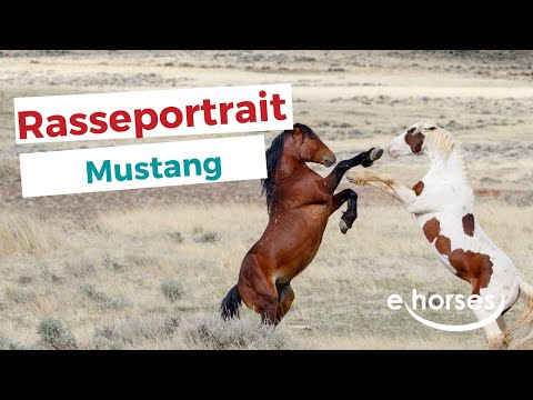 , title : 'Das Mustang Pferd im  Rasseportrait'