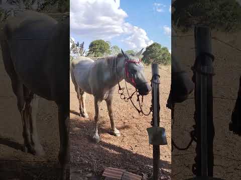 cavalos de gado sul Tocantins Araguaçu