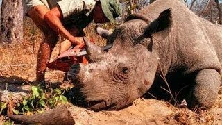 Умер ПОСЛЕДНИЙ самец северного белого носорога