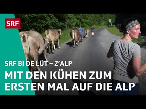 Sepp and Andrea: First time taking cows to the alpine pasture | Z'Alp – SRF bi de Lüt | 2021 - 2/...