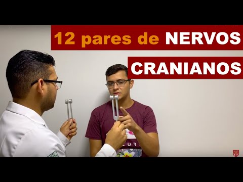 12 pairs of cranial nerves