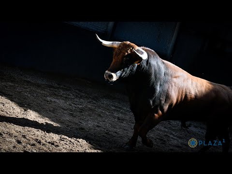 SORTEO | Novillada 20 julio, Guadajira
