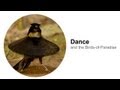 Dance: and the Birds-of-Paradise