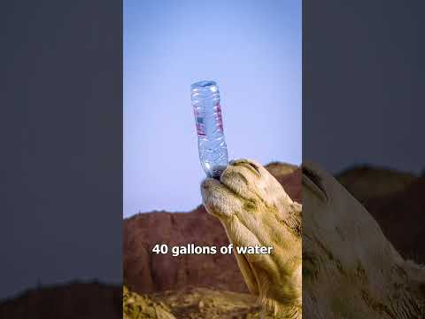 What’s Actually Inside A Camel's Hump 🐫🤔