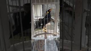 Download lagu BEO PINTAR (BALI JEMBRANA) mp3