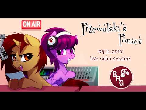 Przewalski's Ponies at Brony Radio Germany (9.11.2017)