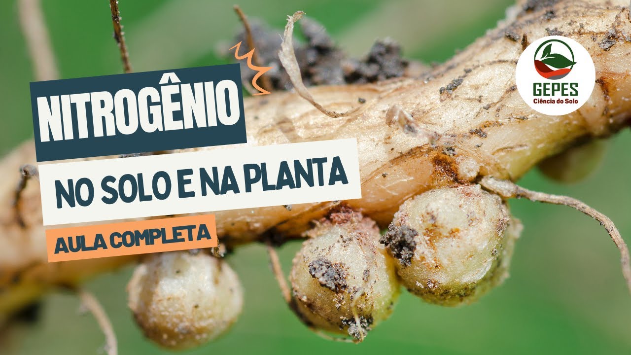 Transformações do Nitrogênio no solo e comportamento na planta