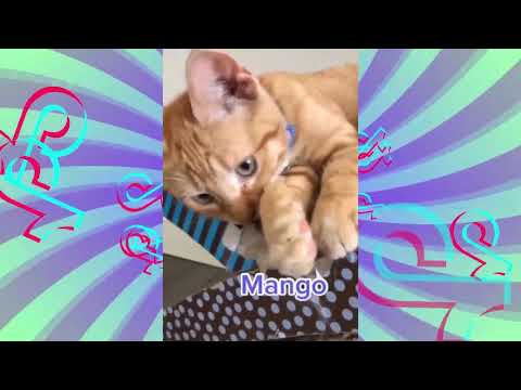 Cats and Dogs funniest TikTok video moments #16