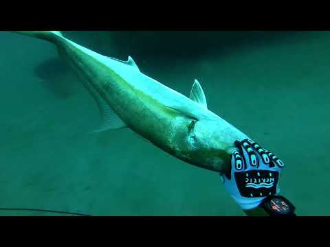 Amberjack Knockout Mystery?!