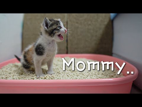 4 WEEK OLD RESCUED KITTEN NEVER STOPS CRYING DUE TO MISS HER MOM