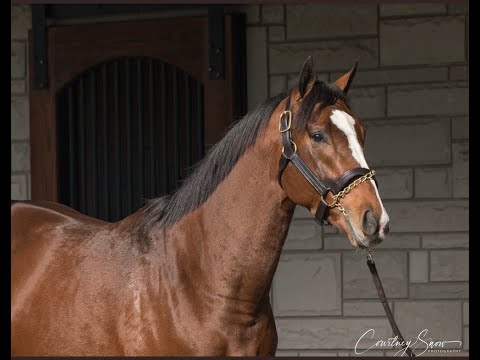 Condition Book Saratoga