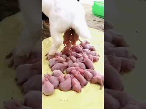 Dog Give Birth To Puppies❤️                       #shorts #dog #puppies