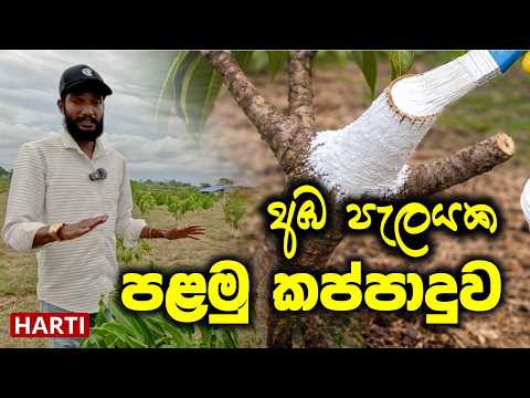 අඹ පැලයක පළමු කප්පාදුව | TJC අඹ වගාව