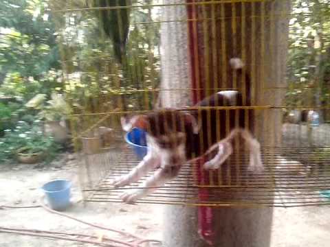 Mí perro actor película en español