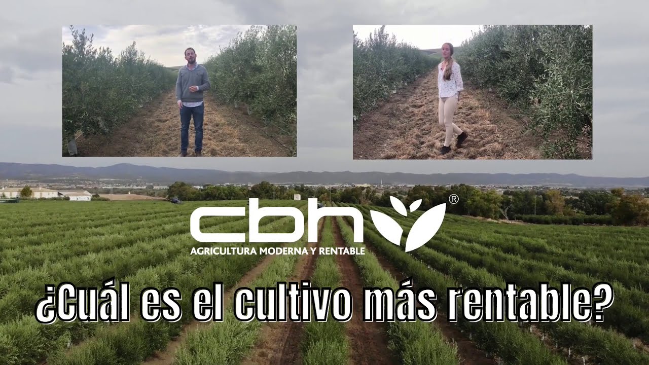 Putar video 🌳 ¿Cuál es el Cultivo más Rentable en España 2021 sekarang 🌳 ¿Cuál es el Cultivo más Rentable en España 2021