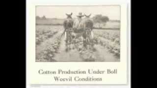 Ballad of the Boll Weevil - Melody Jane