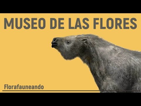 MUSEO de Ciencias Naturales Florentino Ameghino - Las Flores (BA)