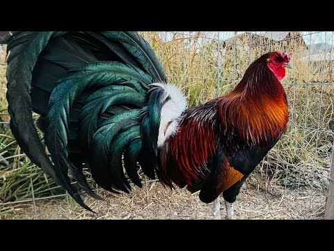 Pure Leiper Sweater Yellow Leg Kelso Cardenal Grey MEZQUITE FARM Jalisco  Mexico