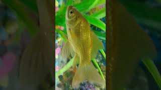 Download lagu #Gish Masti whatsapp status instagram story Romantic video #shorts mp3