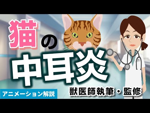 猫の耳の炎症 - 症状、原因、治療法