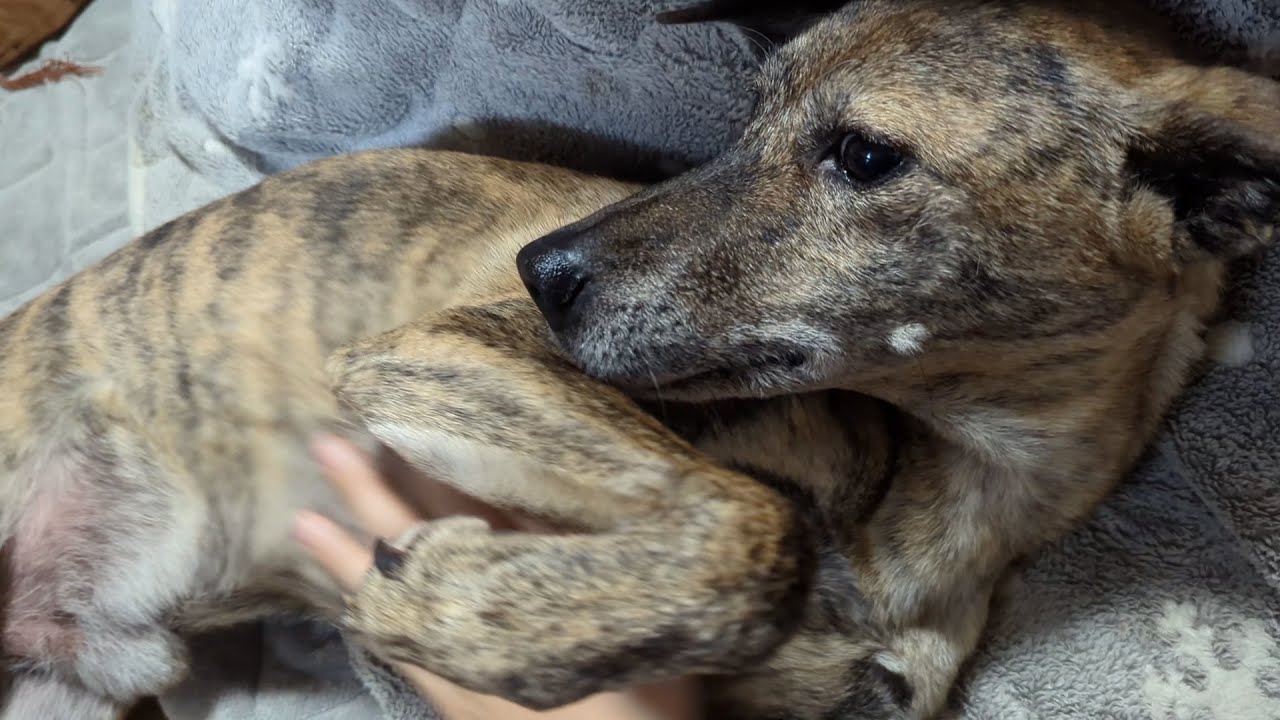 癌が取れて撫で要求が激しくなった元猟犬