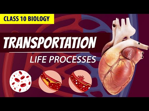 CLASS 10 LIFE PROCESSES FULL CHAPTER (Animation)| PART - 3 | NCERT Science ch 6| Transportation