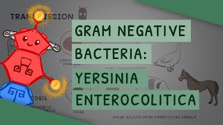 Gram Negative Bacteria: Yersinia enterocolitica
