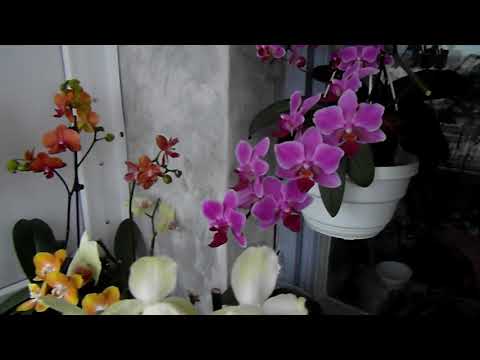 Кашпо - убийца орхидей?!!!