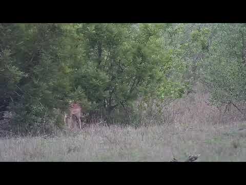 Djuma: Two Impala rams sparring - 04:57 - 11/15/21