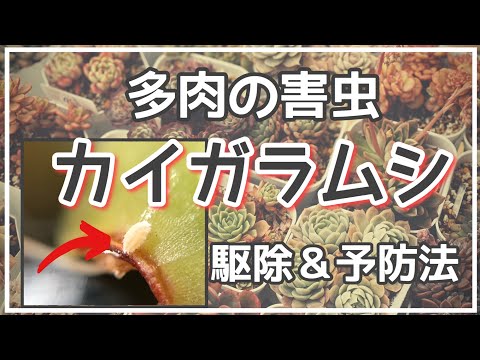 堆肥の中に大きな白い虫がいるのはなぜですか?ケトインかコガネムシの幼虫?  庭園