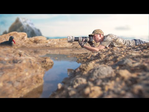 Behind the Scenes Creative Shorebird Photography