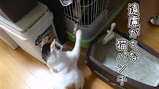 見たい先住猫と出たい子猫。【れんこま日記 ４】