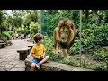 He DIDN T RUN Boy Vs Lion At The Zoo Viral