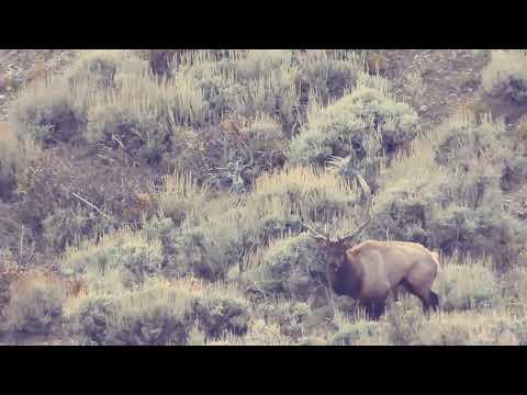 New Mexico GMU Unit 2C Hunting Information