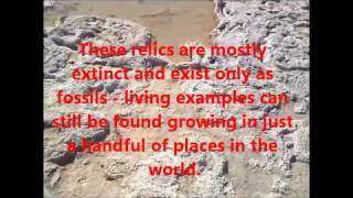 Lake Clifton Western Australia Thrombolites (Living Rocks)