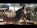 LIVE At The ZOO Plains Zebra