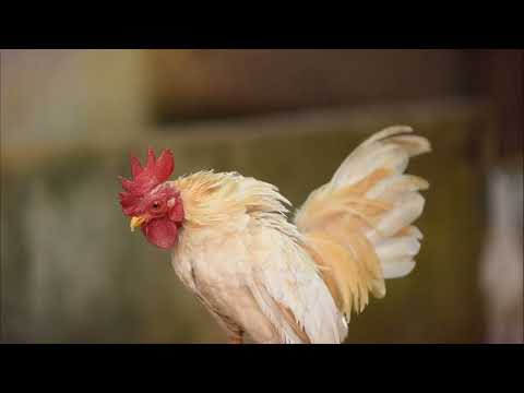 Youtube Rooster Crowing compilation plus - Rooster Crowing sounds Effect 2022