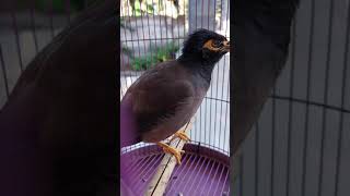 Download lagu Jalak Nias Betina Gacor Memanggil Jantan mp3 Download lagu Jalak Nias Betina Gacor Memanggil Jantan mp3