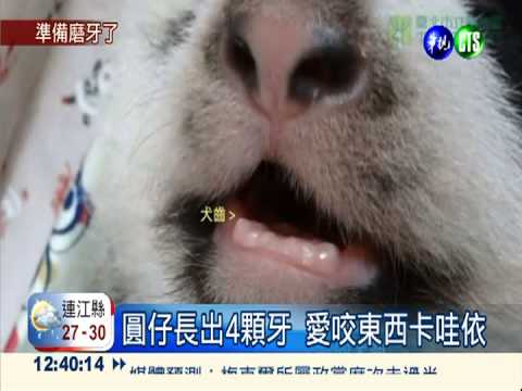 圓仔長出4顆牙 愛咬東西卡哇依