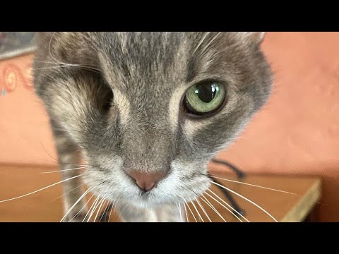 Meet The Adorable One-eyed Cat Who Is Raising Awareness About Feline Cancer!