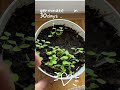 Grow Golden Berry S With Love ️ Shorts Plants Peace