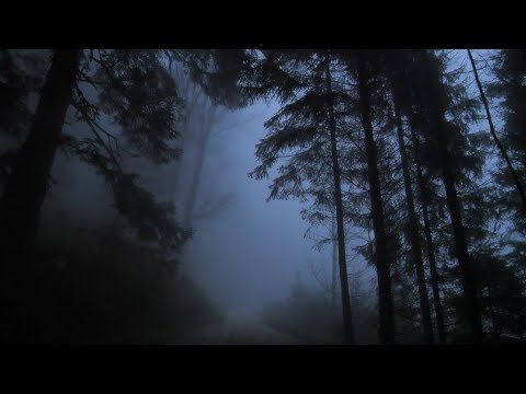 Virtual Drive Through The Dark and Foggy Forest / Rain and Thunder
