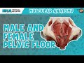 Muscles of the Male & Female Pelvic Floor | Anatomy Model