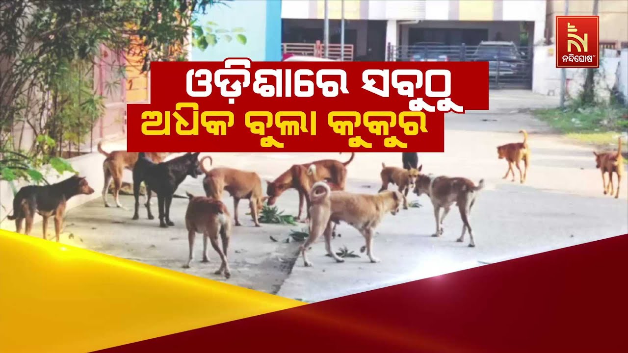 ଓଡିଶାରେ ସବୁଠୁ ଅଧିକ ବୁଲା କୁକୁର | Nandighosha TV