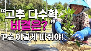 고추 다수확 비법은 곁순제거 이렇게 해줘야 굵고 큰 고추 수확이 가능합니다. 고추재배 고추농사 고추재배법