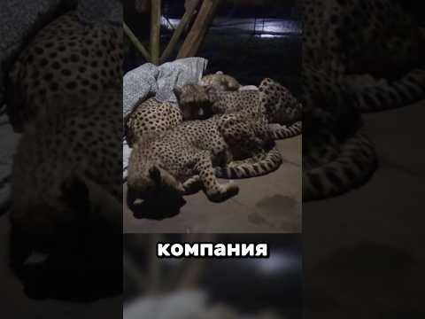 От котят ничем не отличаются