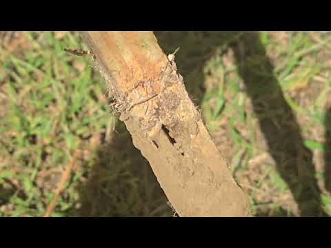 Termite Monitors A Good Idea in East Brunswick, NJ