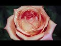 Listen To Our Hearts   Casting Crowns   with Lyrics